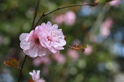 春天開的花有哪些|春天15种常见的花有哪些